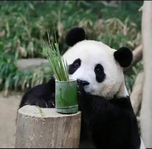 逆羽丶